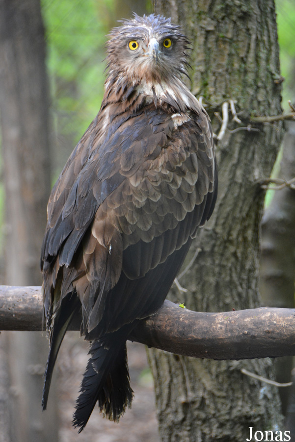 Circaetus gallicus