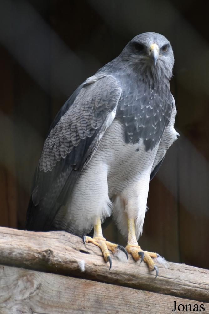 Geranoaetus melanoleucus