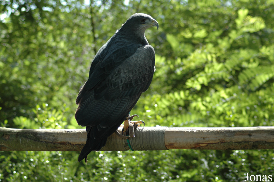 Geranoaetus melanoleucus