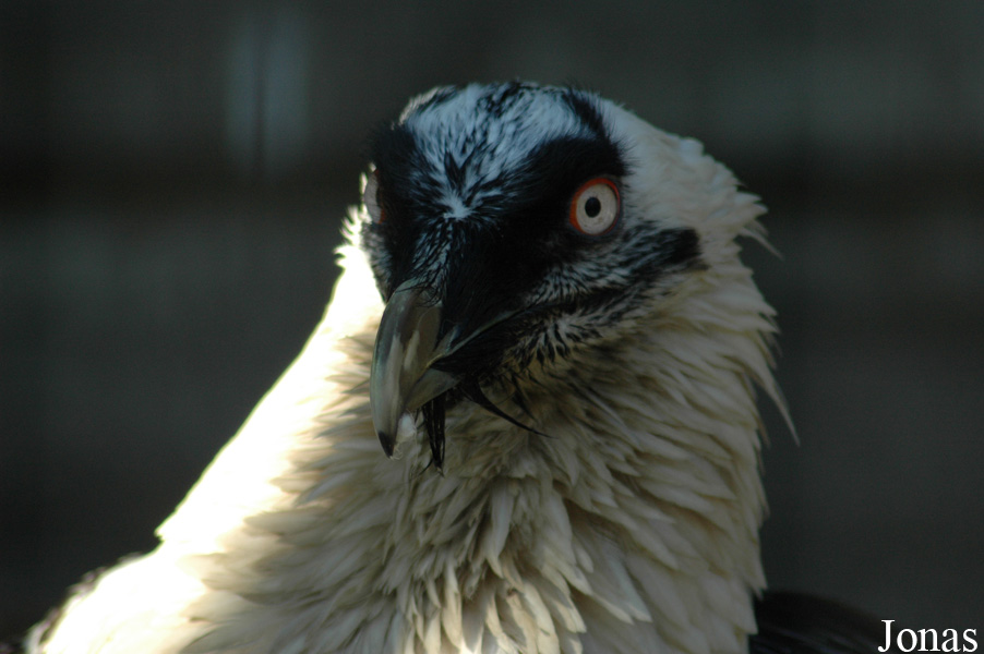 Gypaetus barbatus barbatus