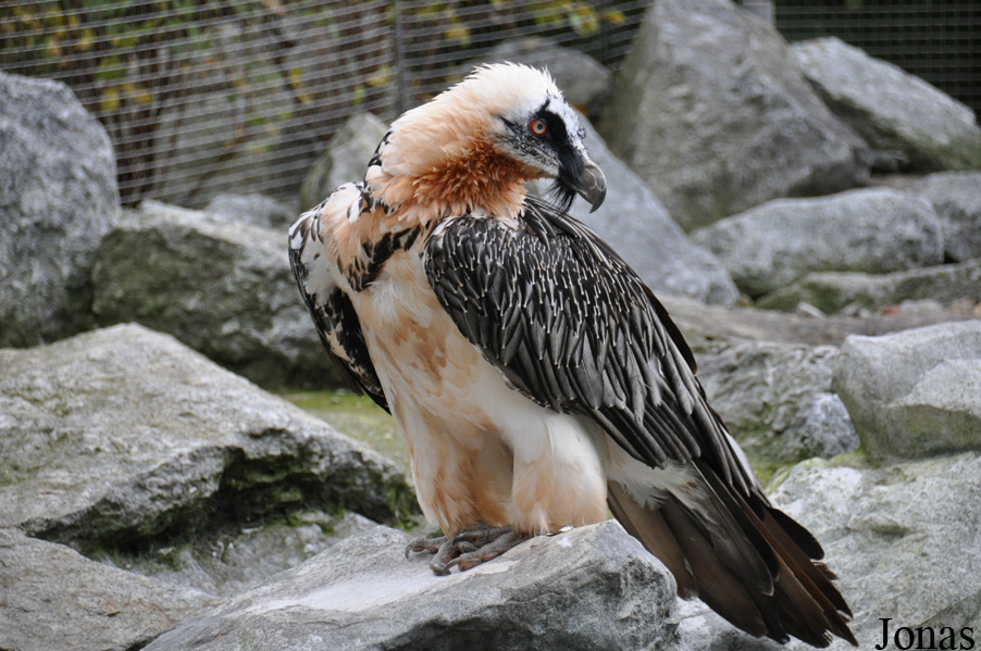 Gypaetus barbatus barbatus