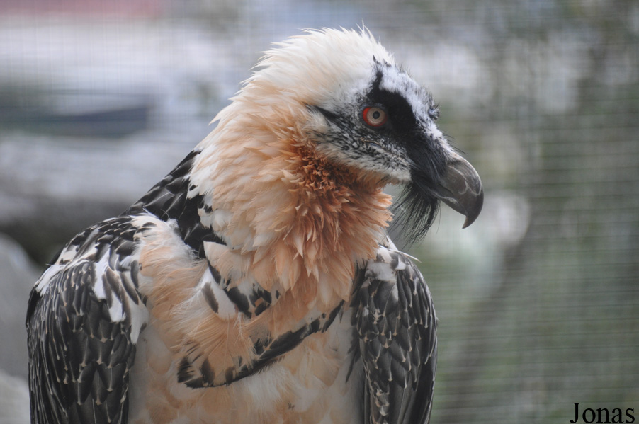 Gypaetus barbatus barbatus