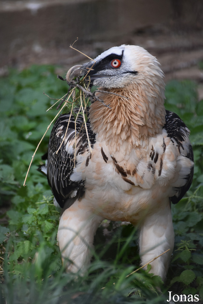 Gypaetus barbatus barbatus