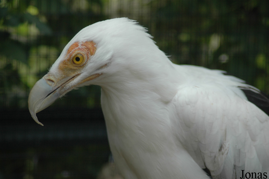 Gypohierax angolensis