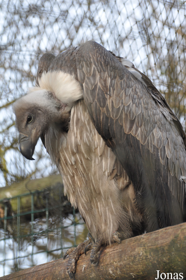 Gyps africanus