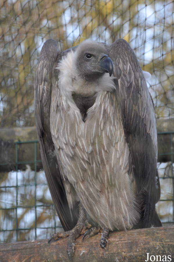 Gyps africanus