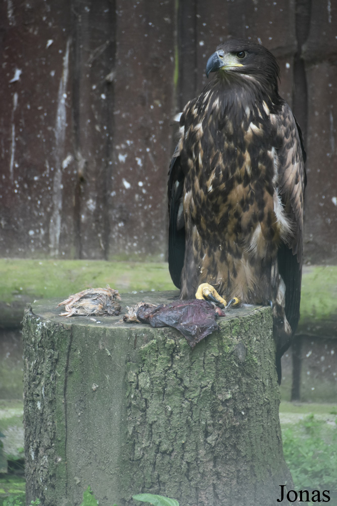 Haliaeetus albicilla