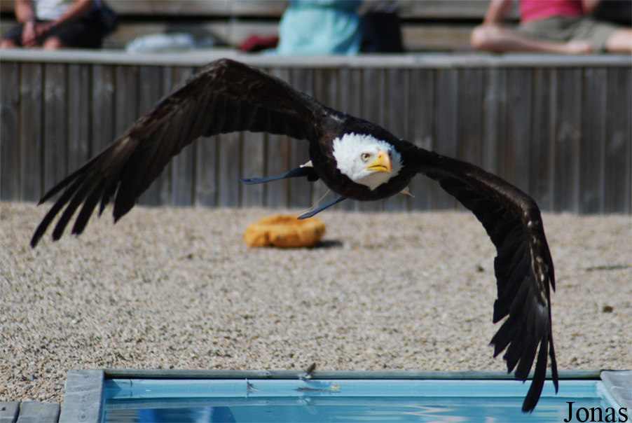 Haliaeetus leucocephalus