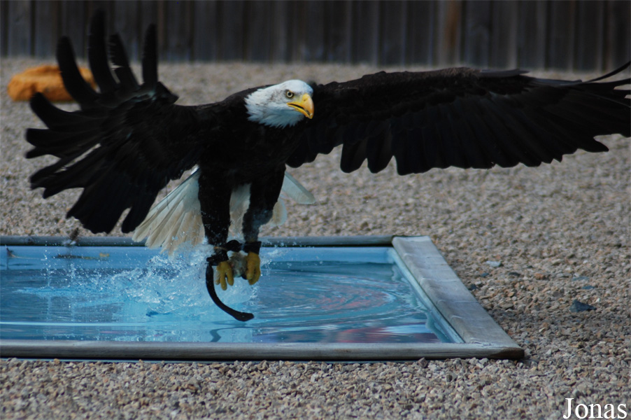 Haliaeetus leucocephalus