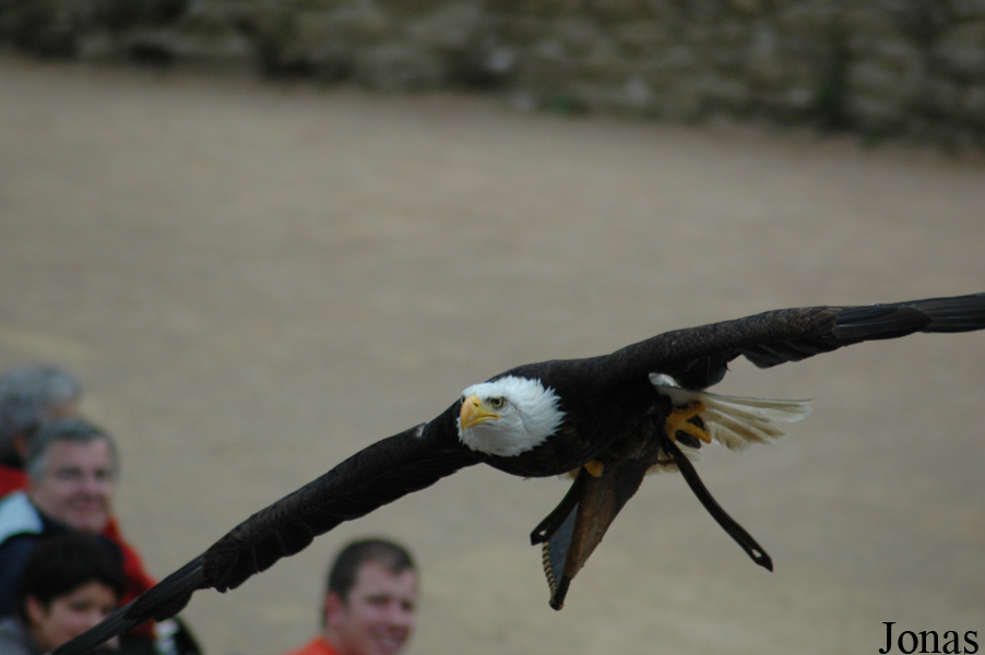 Haliaeetus leucocephalus
