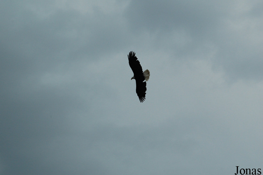 Haliaeetus leucocephalus