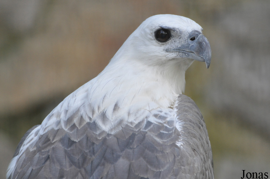 Haliaeetus leucogaster