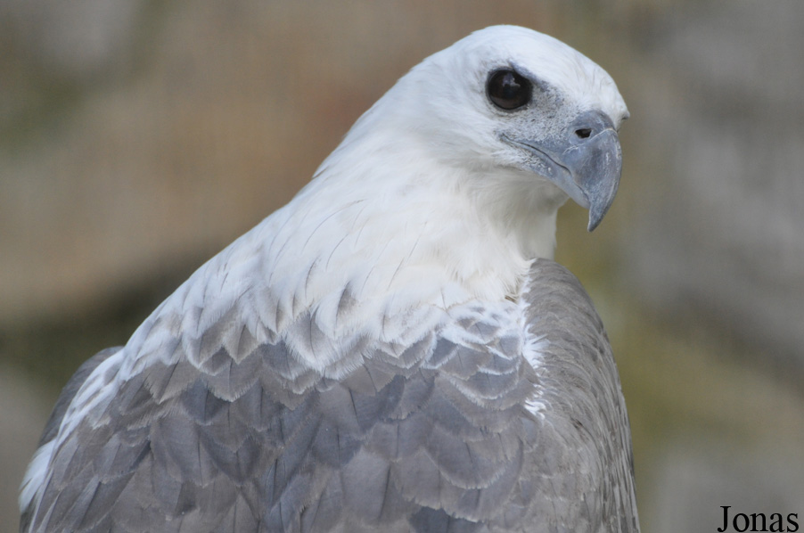 Haliaeetus leucogaster