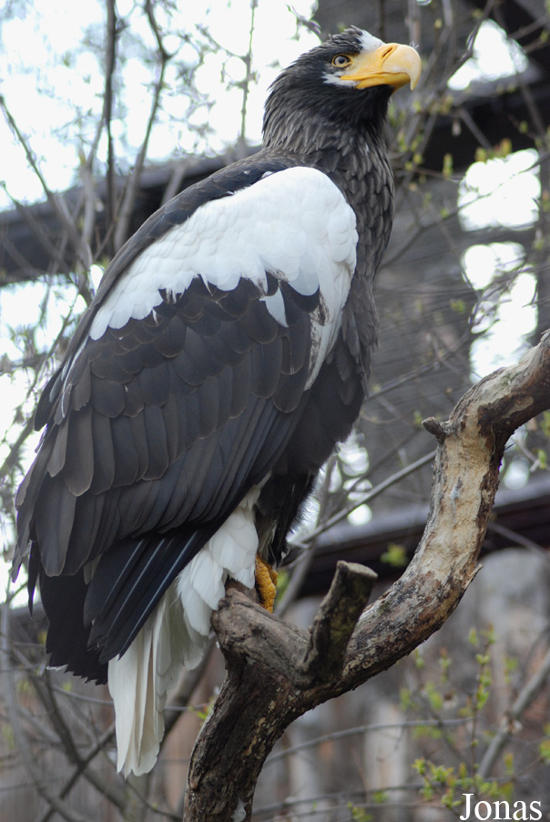 Haliaeetus pelagicus