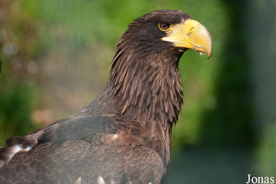 Haliaeetus pelagicus
