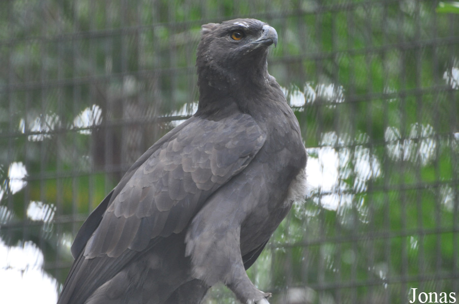 Ictinaetus malaiensis