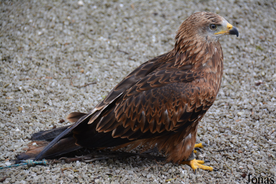 Milvus migrans