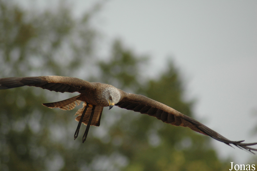 Milvus milvus