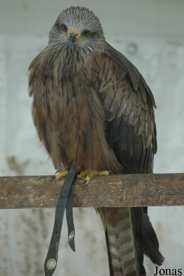 Milvus milvus