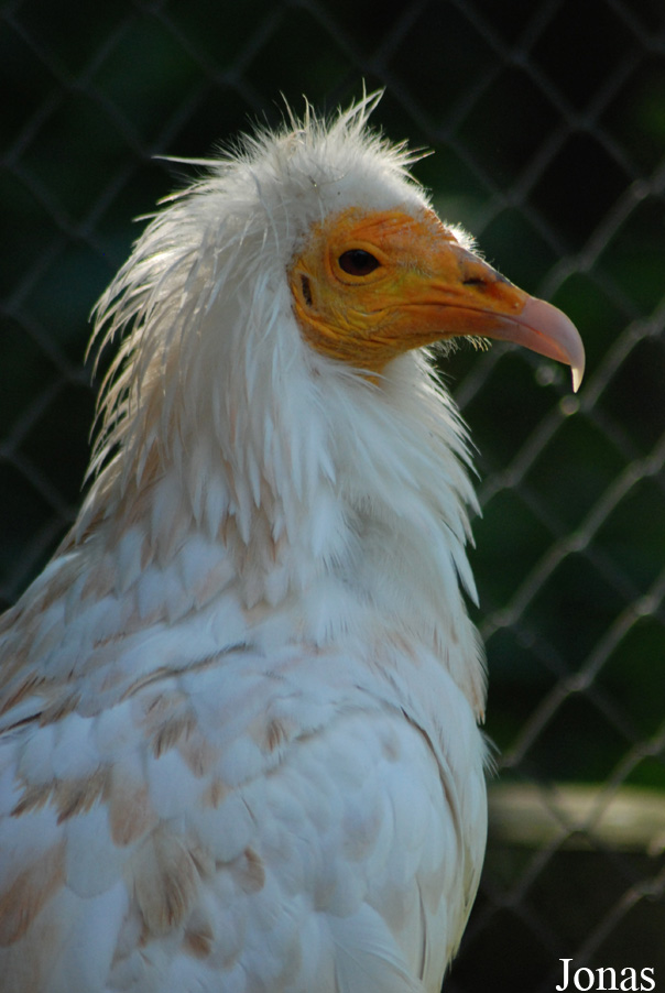 Neophron percnopterus ginginianus