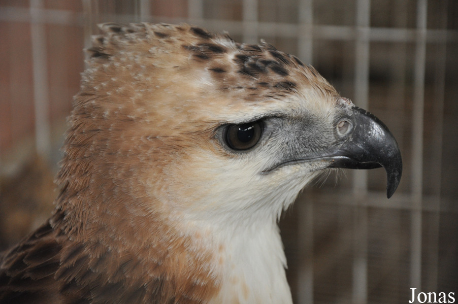 Nisaetus limnaeetus