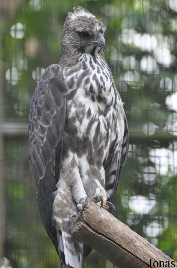 Nisaetus limnaeetus