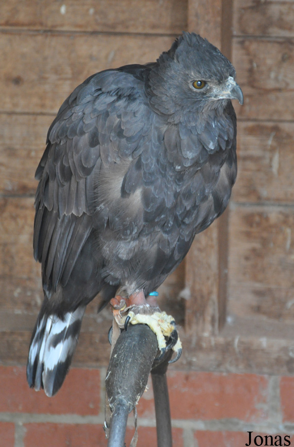 Nisaetus limnaeetus