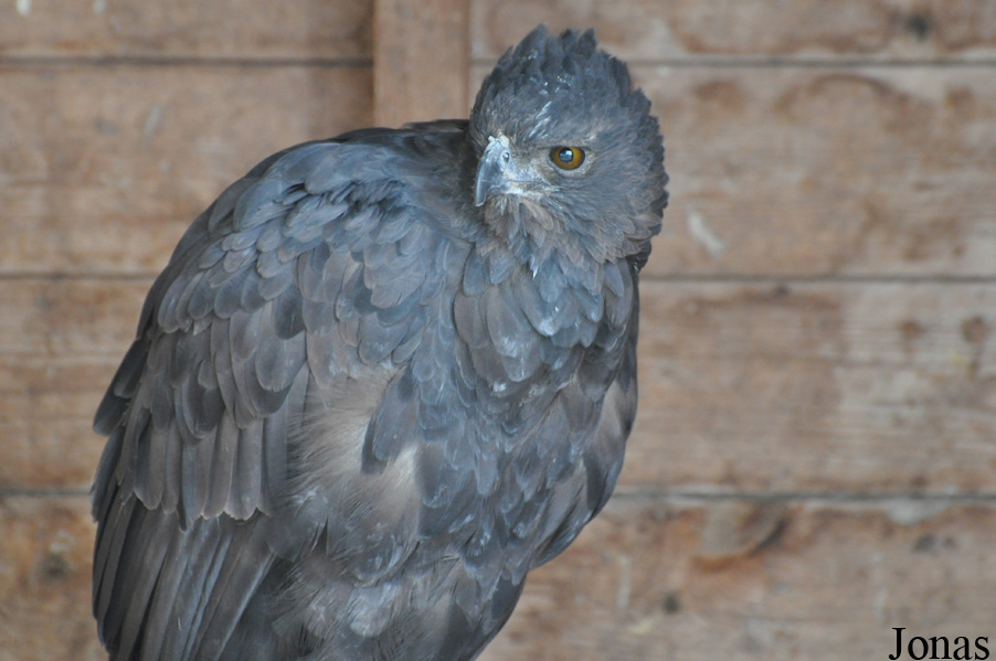 Nisaetus limnaeetus