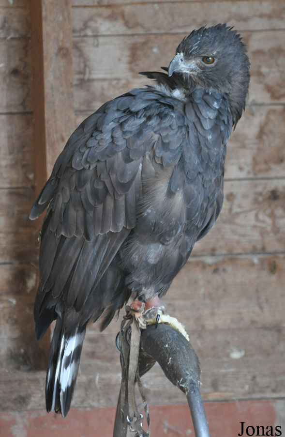 Nisaetus limnaeetus