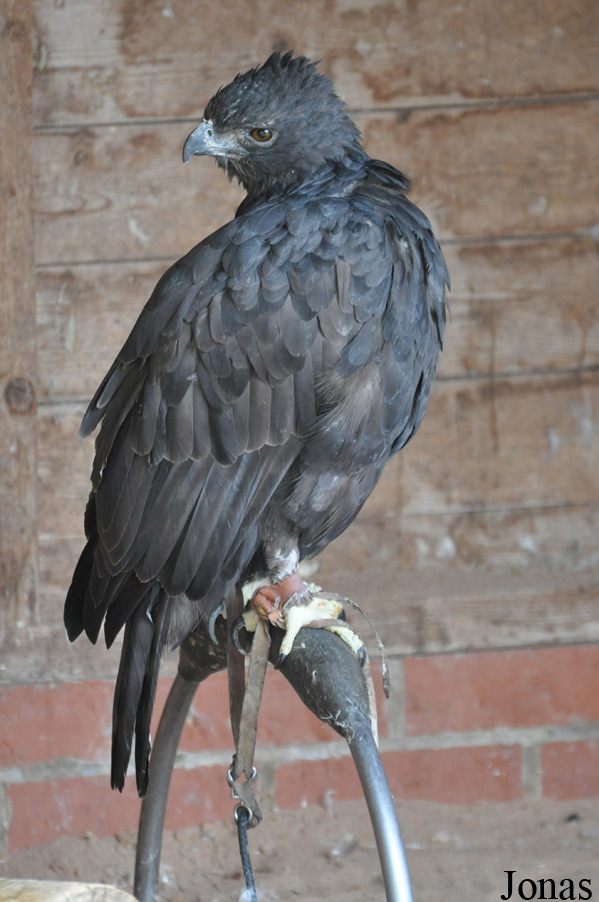Nisaetus limnaeetus