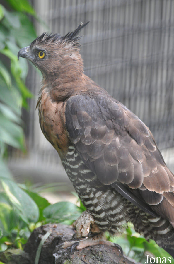 Nisaetus nanus