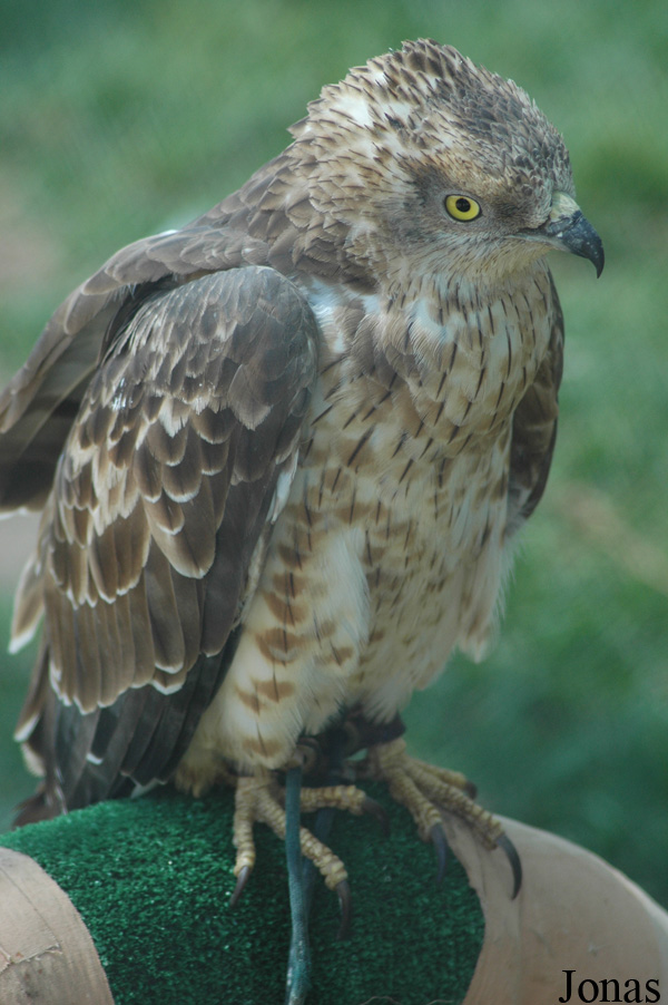 Pernis apivorus