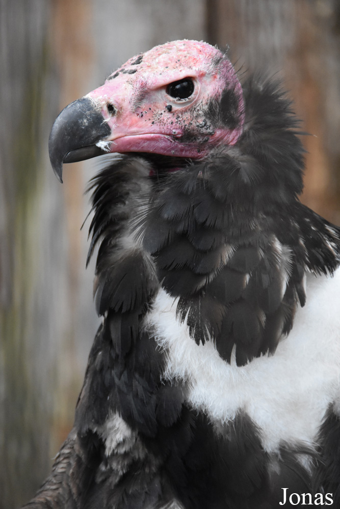 Sarcogyps calvus