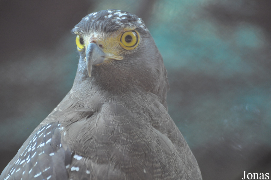 Spilornis cheela