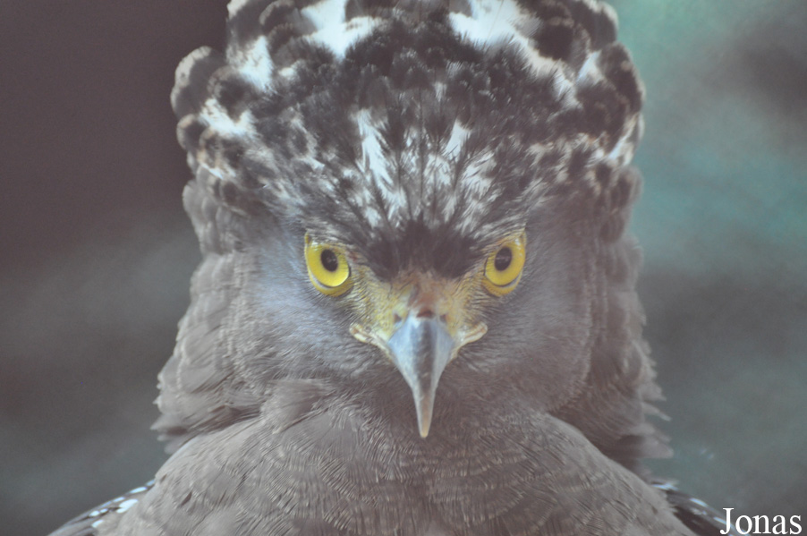 Spilornis cheela
