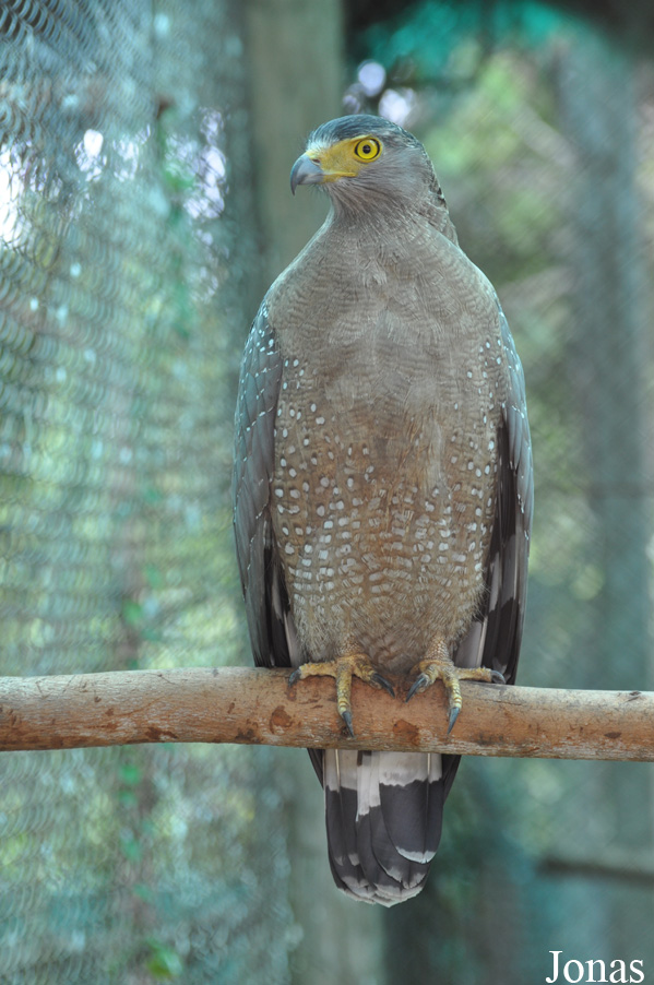 Spilornis cheela
