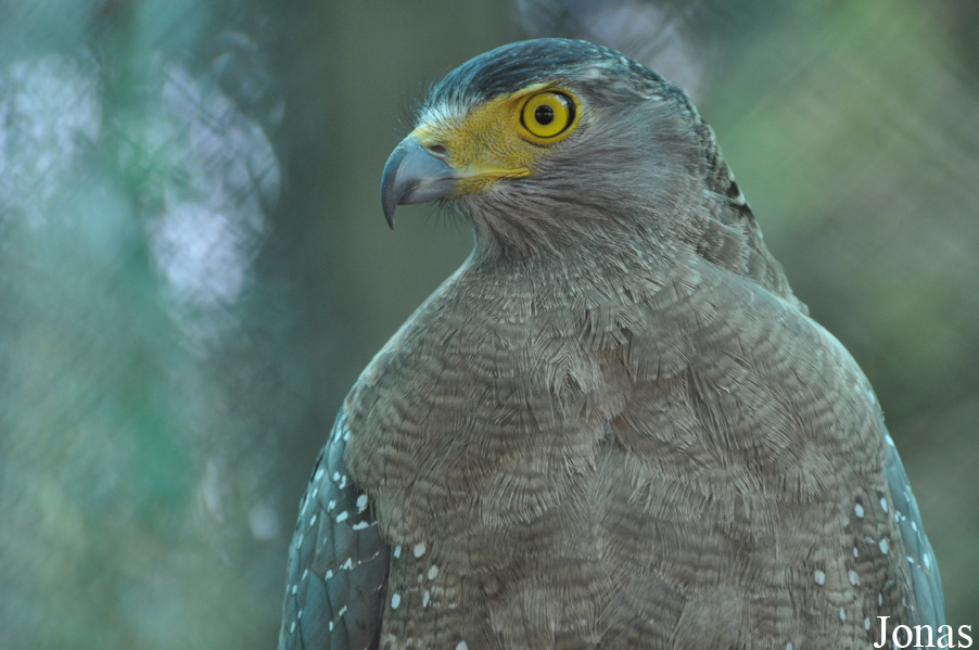 Spilornis cheela