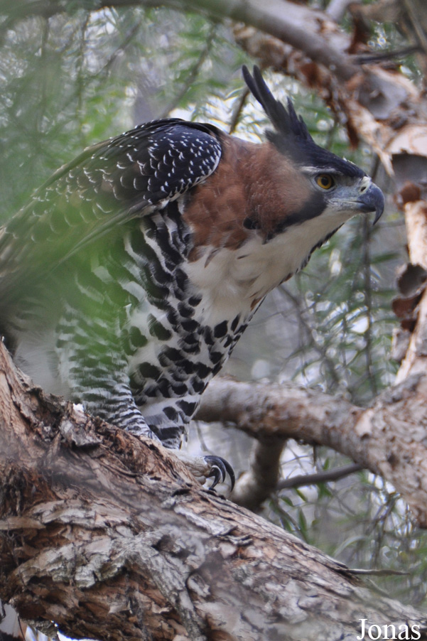 Spizaetus ornatus