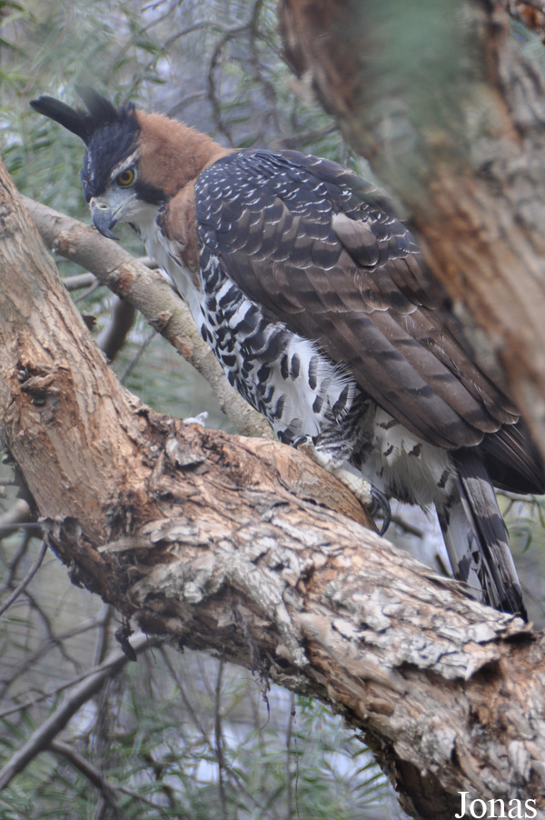 Spizaetus ornatus