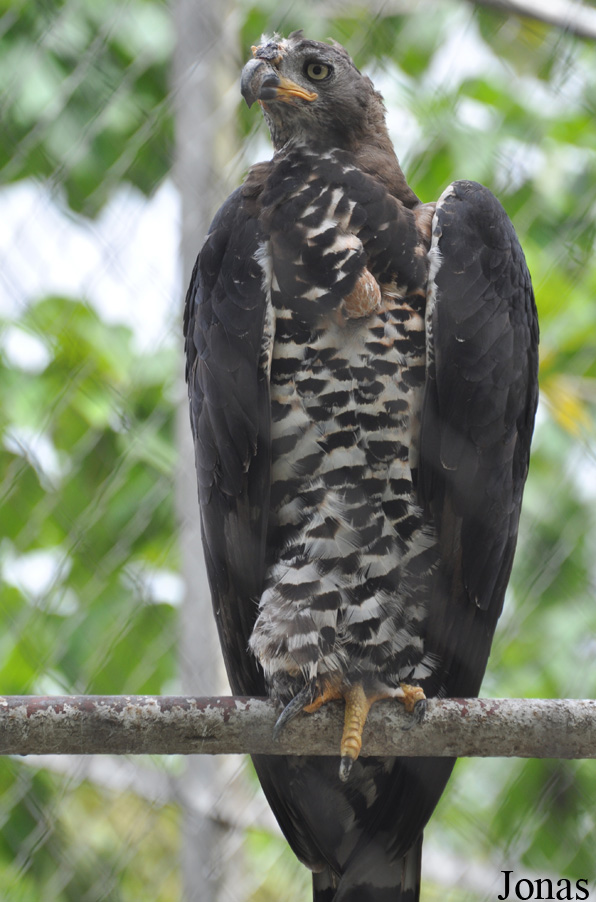 Stephanoaetus coronatus