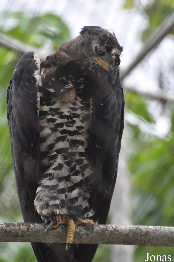 Stephanoaetus coronatus