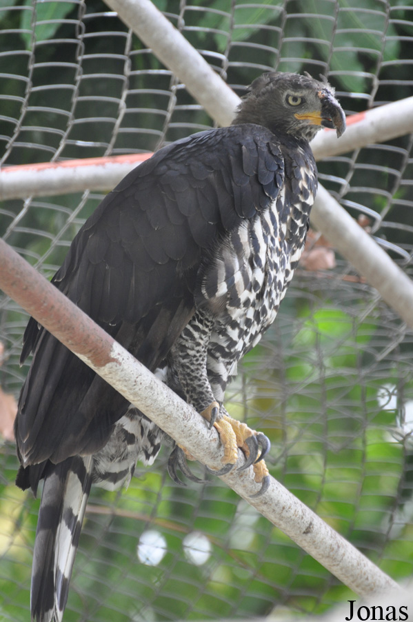 Stephanoaetus coronatus