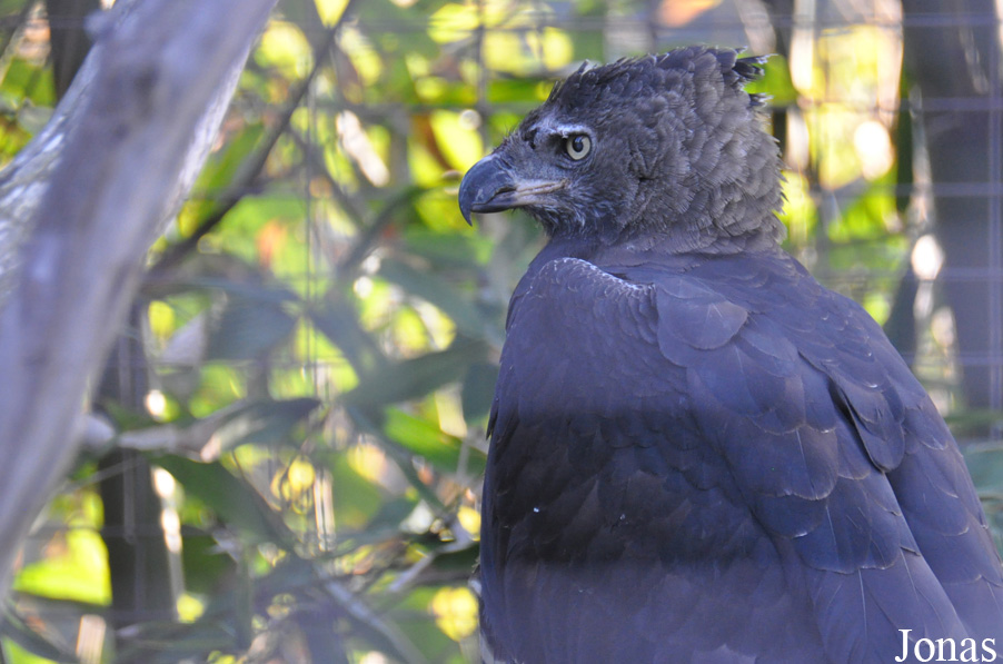 Stephanoaetus coronatus