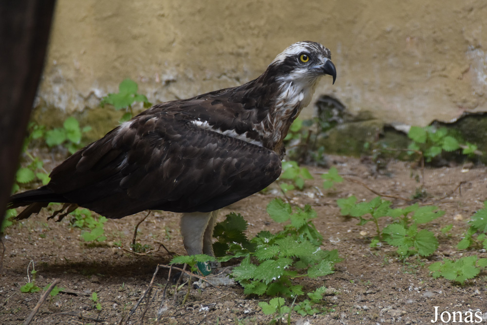 Pandion haliaetus