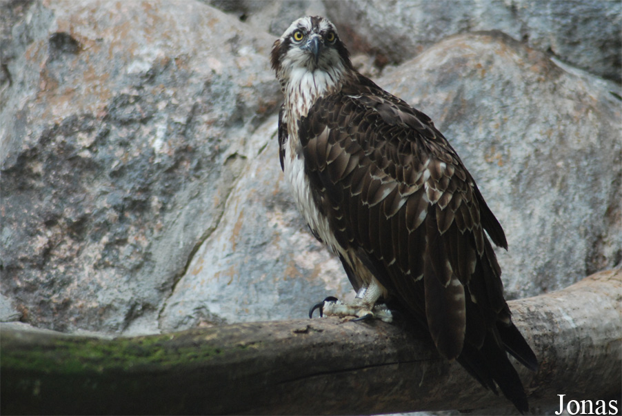Pandion haliaetus