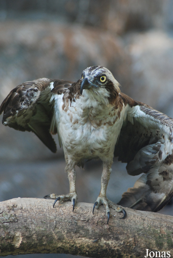 Pandion haliaetus