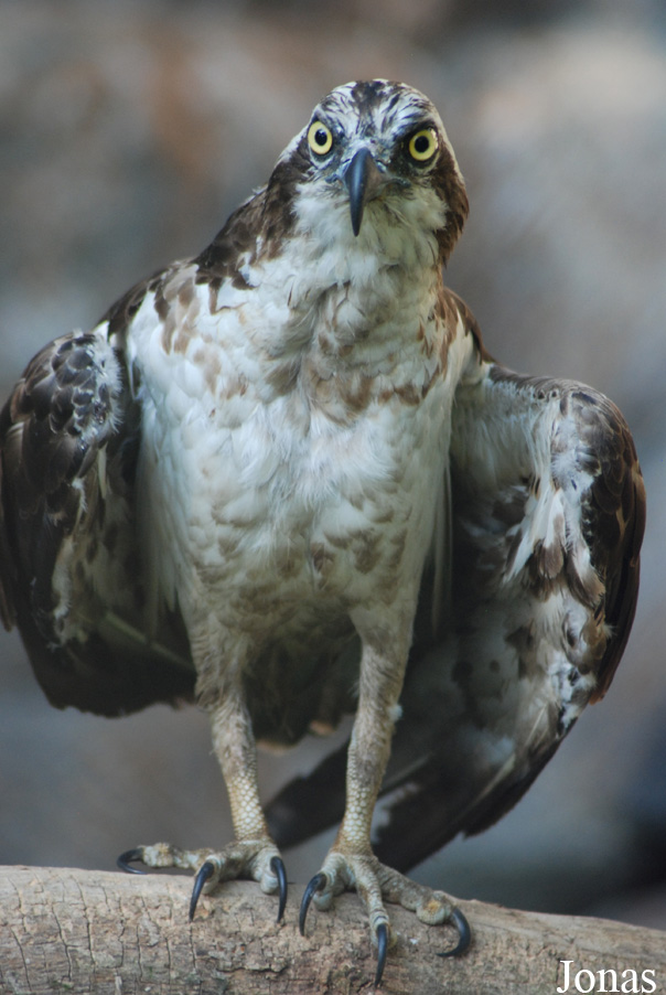 Pandion haliaetus