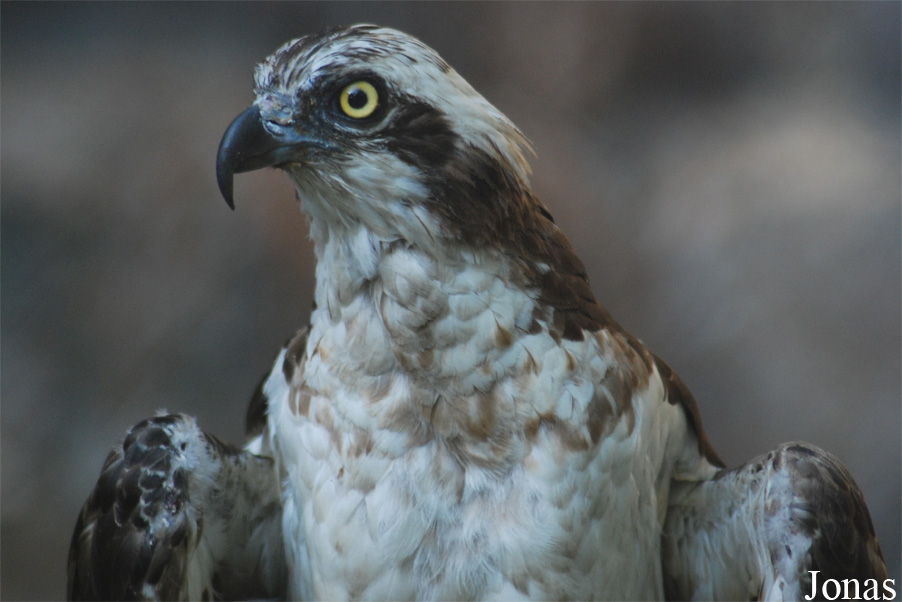 Pandion haliaetus