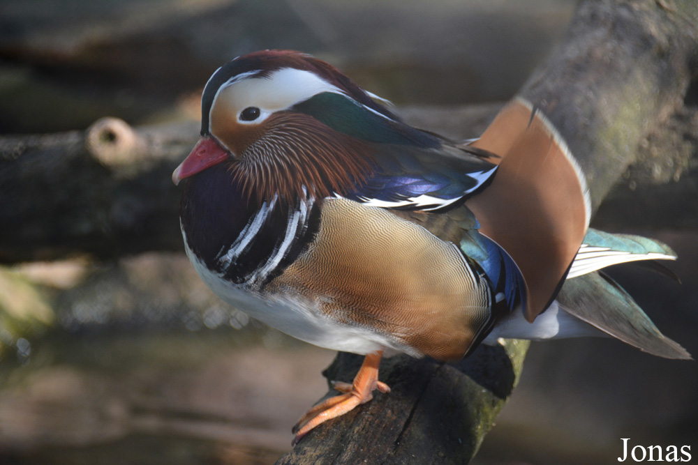 Aix galericulata