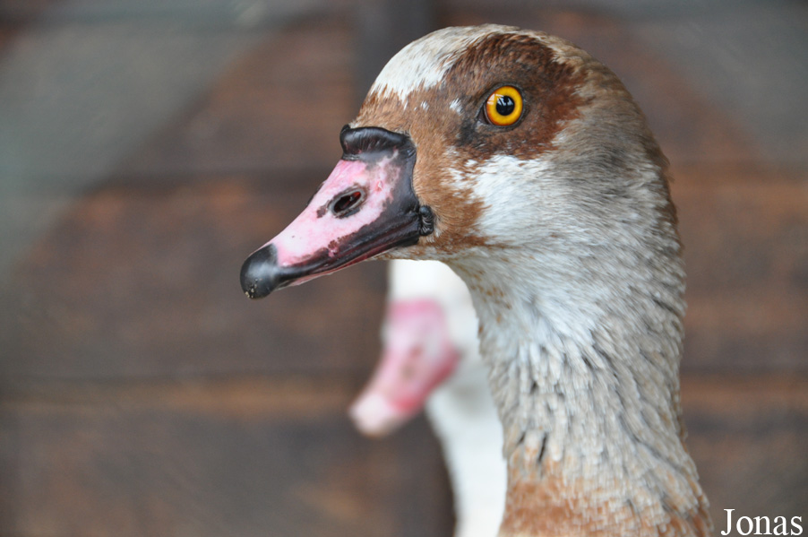Alopochen aegyptiaca